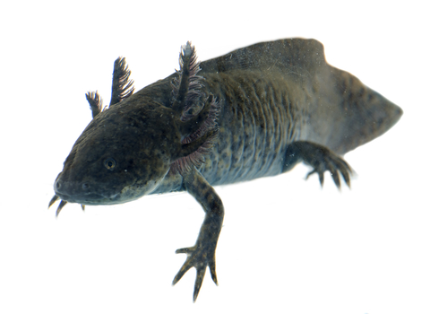 Axolotl For Sale, Axolotl For Sale Cheap, Axolotl For Sale Near Me, Axolotl For Sale Canada, Axolotl For Sale Uk, Axolotl For Sale Usa, Axolotl For Sale Europe, Baby Axolotl For Sale